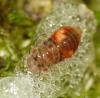 343121 – Photo : Denis Poirier – France (74)